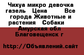 Чихуа микро девочка газель › Цена ­ 65 - Все города Животные и растения » Собаки   . Амурская обл.,Благовещенск г.